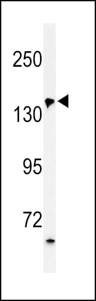 PFAS Antibody (aa184-213)
