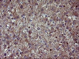 BID Antibody (clone OTI1G10, Carrier-free)