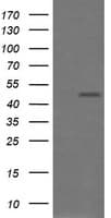 CHGA / Chromogranin A Antibody (clone OTI1H2)
