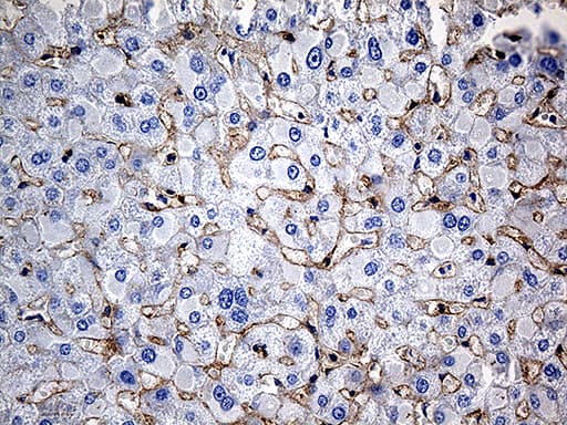 GNA14 Antibody (aa31-348, clone OTI4A4)