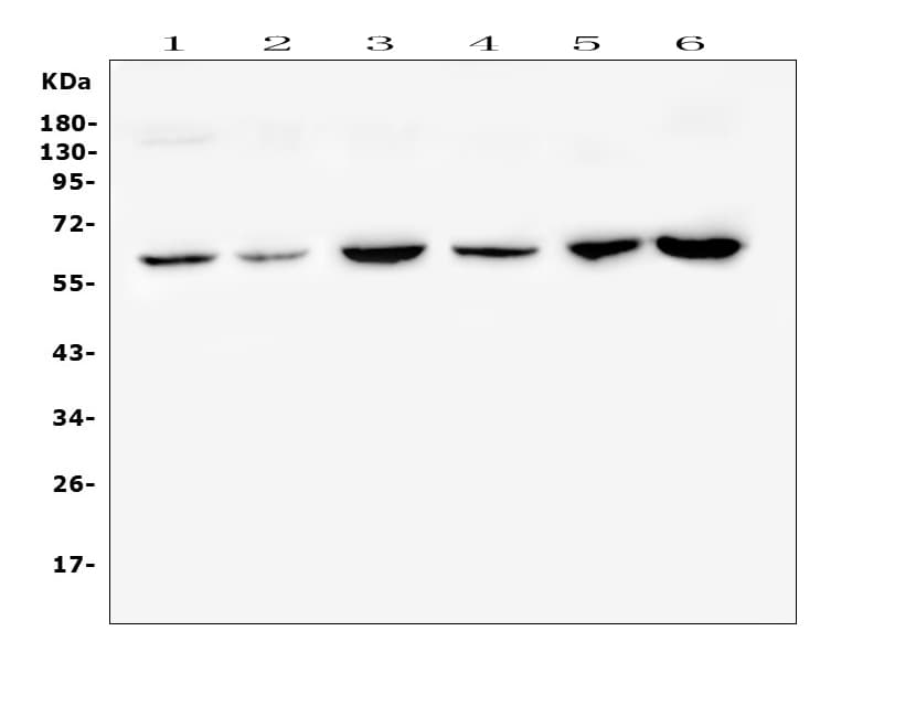 CD1B Antibody