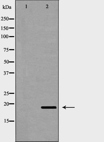 PTGES3 / p23 Antibody
