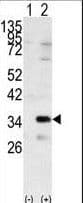 Polyclonal Rabbit anti-Human GNB2L1 / RACK1 Antibody (aa29-58, IHC, WB)