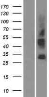 SLC35G3 Protein (Over-Expression Lysate Myc-DDK (Flag))