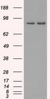 SCYL3 Antibody (clone OTI4F10)