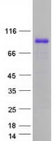 Human RANBP3 Protein (Recombinant Myc-DDK (Flag))