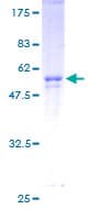 Human CNOT8 Protein (Recombinant GST)