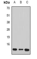 SUB1 Antibody