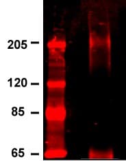 CACNA1C / Cav1.2 Antibody (aa1507-1733, clone S57-46, PerCP)