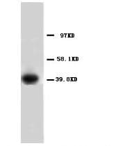 ANXA1 / Annexin A1 Antibody (C-Terminus)