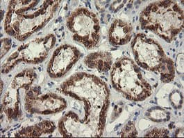 POGK Antibody (clone OTI4C8)