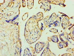 ZNF346 Antibody (aa1-294)