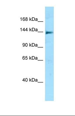 NLRC5 / NOD4 Antibody (aa89-138)