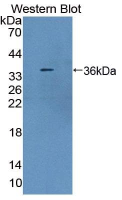 TLR8 Antibody (aa519-812)