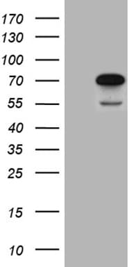 CEP72 Antibody (clone OTI4D2)