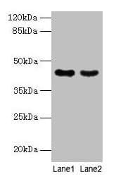 Polyclonal Rabbit anti-Human MAS1L / MRG Antibody (IHC, WB)
