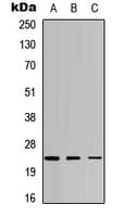 ATP5H Antibody (C-Terminus)