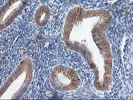SSR1 Antibody (clone OTI3E5)