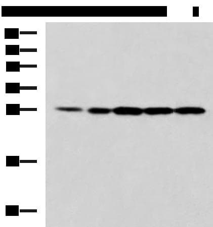 PSMA6 Antibody