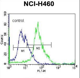 GGH / Gamma-Glutamyl Hydrolase Antibody (aa229-256)