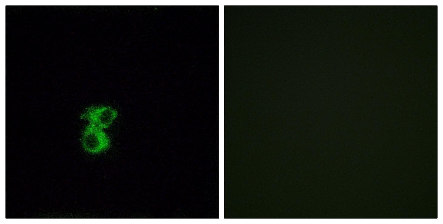 Polyclonal Rabbit anti-Human OR6B2 Antibody (IF)