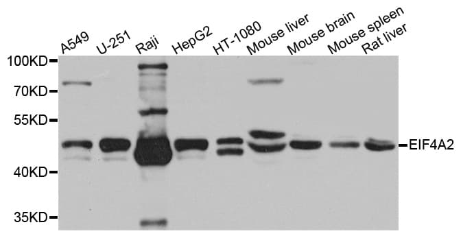 EIF4A2 Antibody