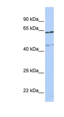 CCDC74A Antibody (C-Terminus)