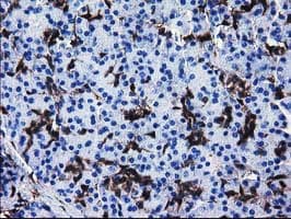 Monoclonal Mouse anti-Human SULT1A1 / Sulfotransferase 1A1 Antibody (clone OTI5F1, IHC, IF, WB)