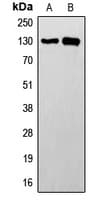 STK10 / LOK Antibody (Internal)