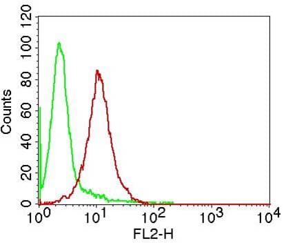 TERF2IP / RAP1 Antibody
