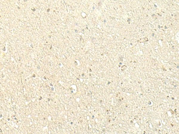 SPIRE1 Antibody