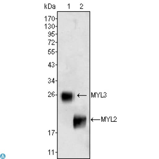 MYL3 Antibody