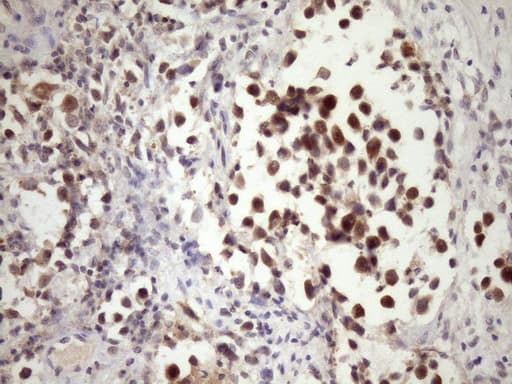PIN4 Antibody (clone OTI7H2)