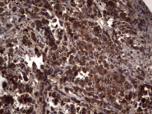 RSPO3 Antibody (aa22-272, clone 3D5, Carrier-free)