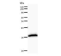 Monoclonal Mouse anti-Human HOXB7 Antibody (clone 747C4a, WB)