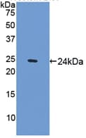 SPRY1 / Sprouty 1 Antibody (aa112-303, APC)