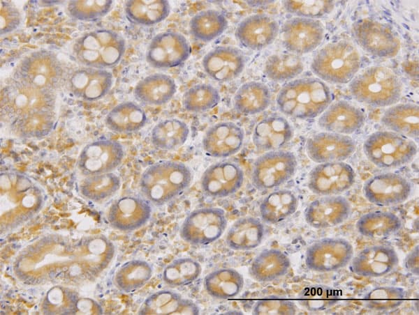 ERO1A / ERO1L Antibody (clone 4G3)