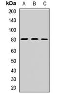 EDR / PEG10 Antibody