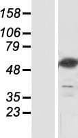 NT5DC3 Protein (Over-Expression Lysate Myc-DDK (Flag))