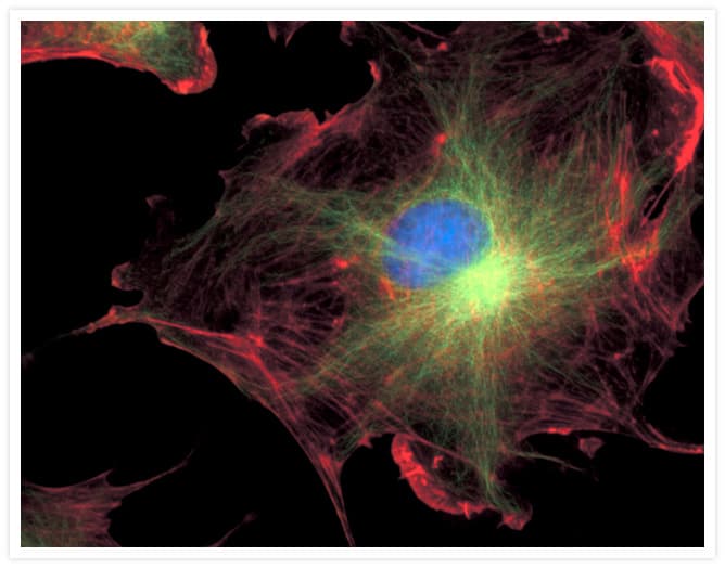 Alpha Tubulin Antibody (clone 236-10501)