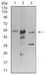 ATG3 Antibody (clone 2C10A12)