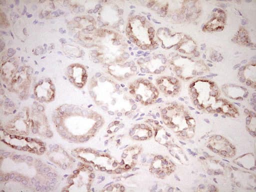 BHLHE41 / BHLHB3 / SHARP1 Antibody (aa1-297, clone OTI3H3)