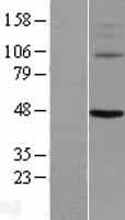 KCNV1 / Kv8.1 Protein (Over-Expression Lysate Myc-DDK (Flag))
