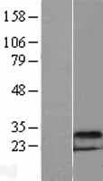 DDIT4 / REDD1 Protein (Over-Expression Lysate Myc-DDK (Flag))
