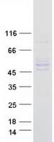 Human SHMT / SHMT1 Protein (Recombinant Myc-DDK (Flag))