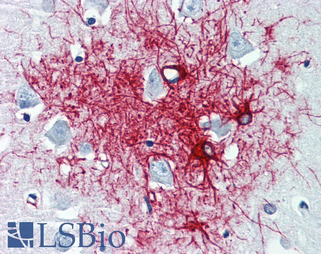 PathPlus™ Monoclonal Mouse anti-Pig GFAP Antibody (clone GF-01, IHC, WB)