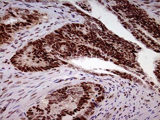 Fatso Antibody (clone OTI4A1)