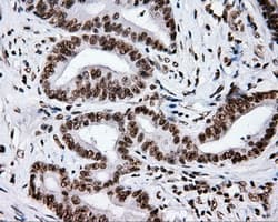 XRCC1 Antibody (clone OTI2F8)