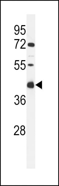 C9orf91 Antibody (aa256-284)