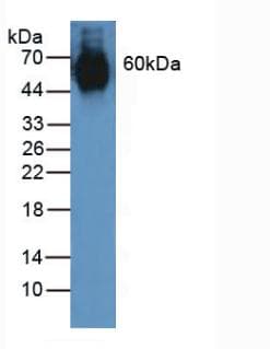 ELN / Elastin Antibody (aa392-645)